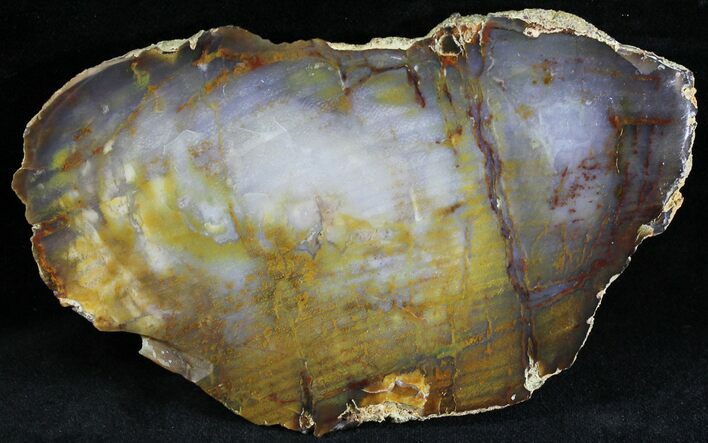 Petrified Wood Slab - Grassy Mountain, Oregon #28248
